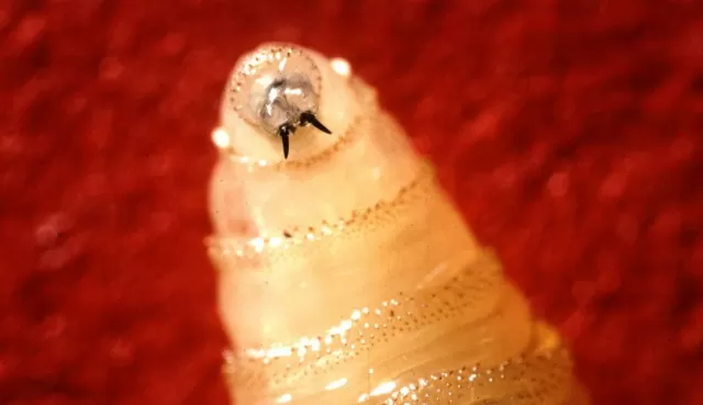 The image of Screwworm Crisis Ignites Fly Mass-Production 50 Years Ago
