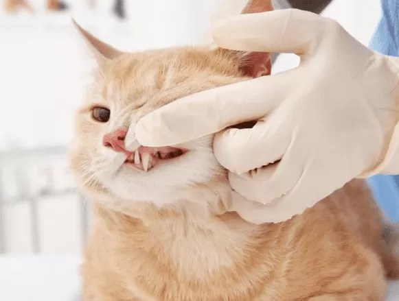 Understanding Your Kitten's Teething Process