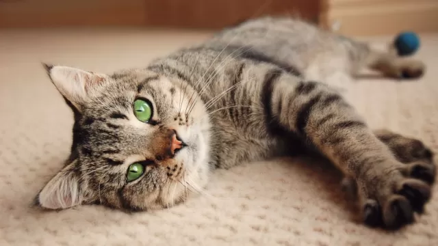 The image of Eight Fascinating Scientific Facts About Cats