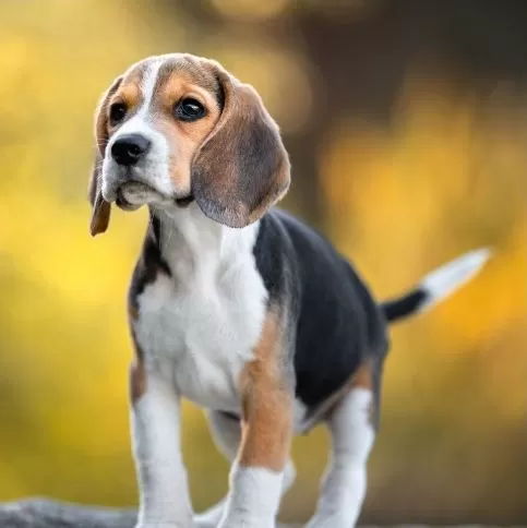 The image of Essential First Aid Tips for Pet Owners