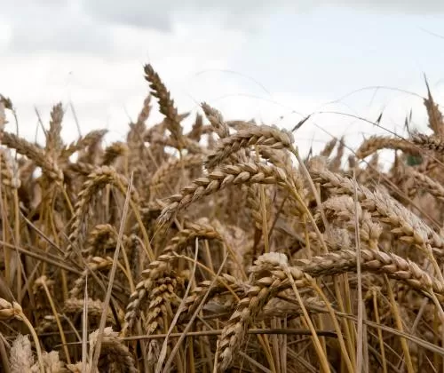 The image of Australia Pioneers Major Trial for Gene-Edited Wheat
