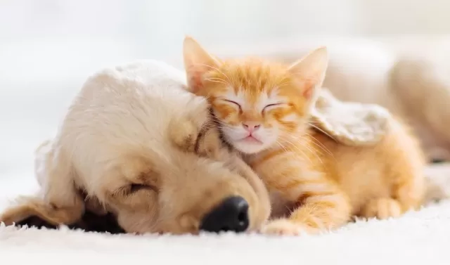 The image of Essential Nutrition Tips for Feeding Your Puppy and Kitten